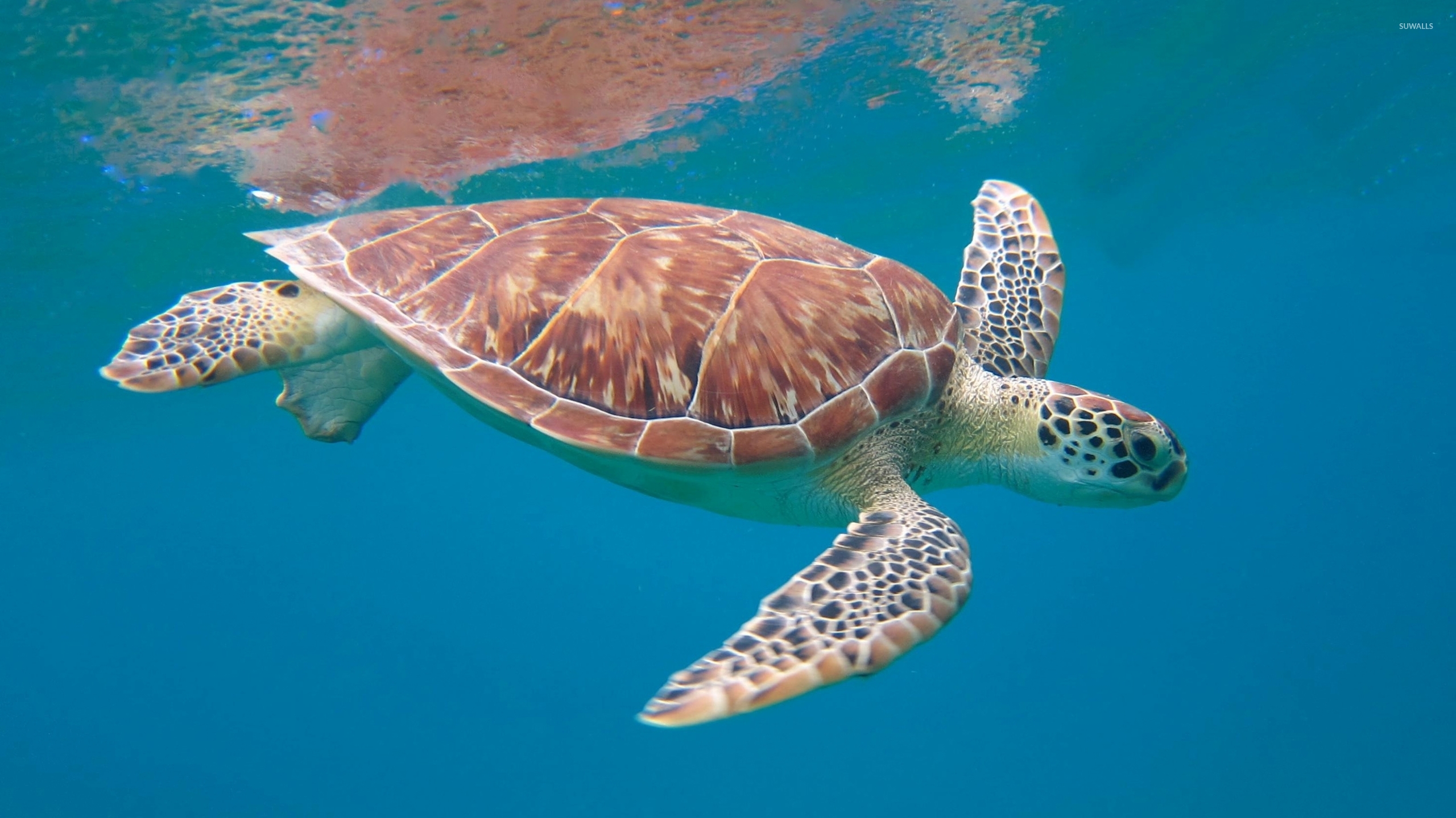 Sea Turtle Wallpaper Animal