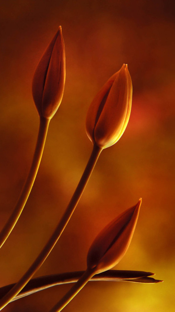 Closed Tulip Buds Wallpaper   Free iPhone Wallpapers