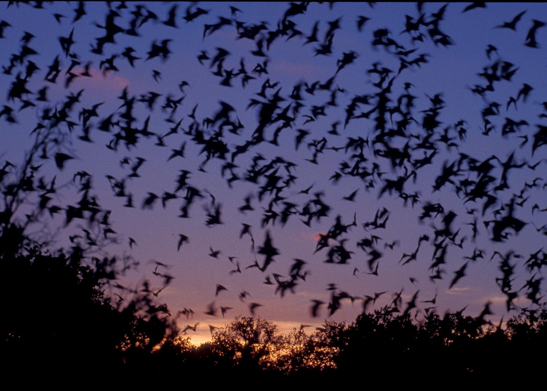 Bats Mammal Bat Chiroptera Flock Swarm Wallpaper