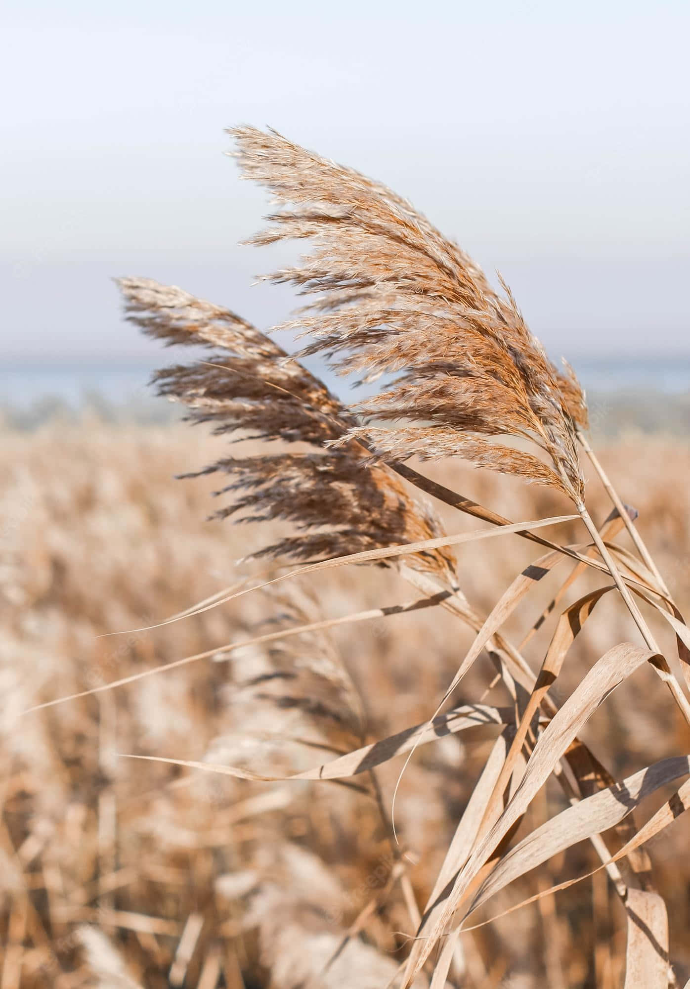 Pampas Grass Wallpaper
