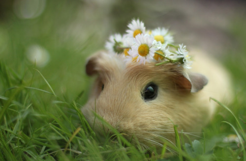 animals cute flowers guinea pig spring daisies guinea pigs in hats