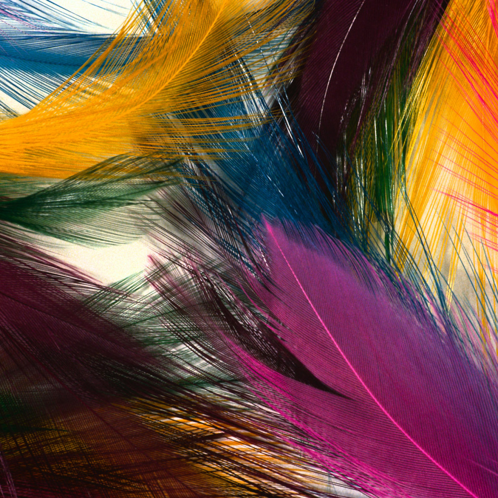 Desktop Wallpaper Creative Multi Colored Feathers