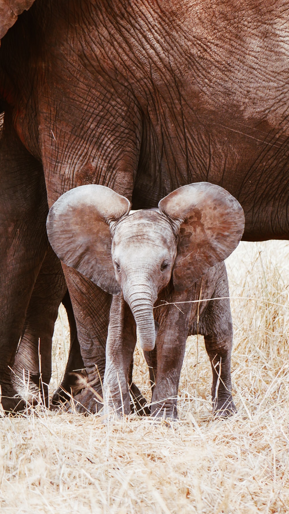 1k Baby Elephant Pictures Image