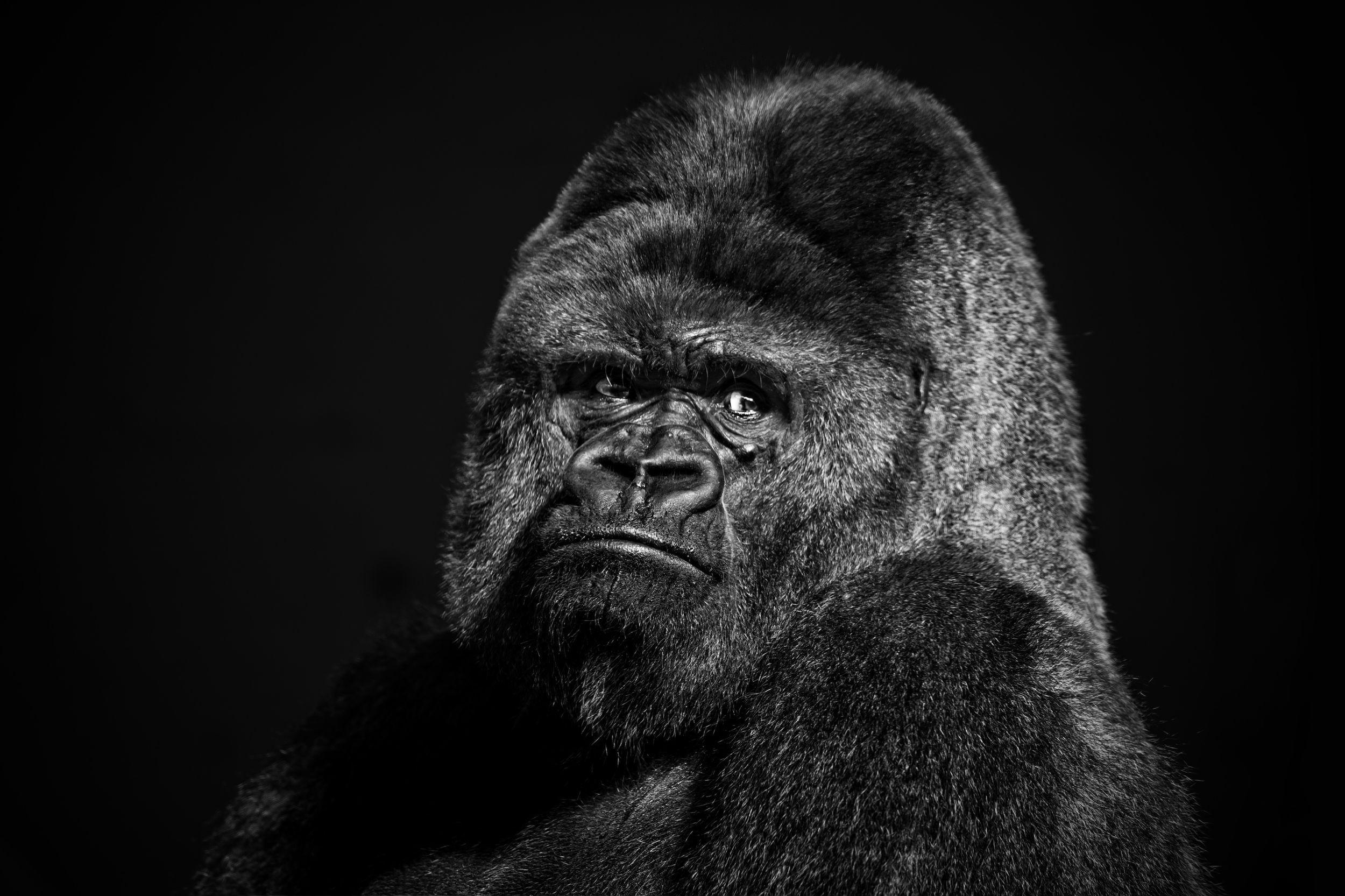1056238 face black animals monochrome gorillas darkness