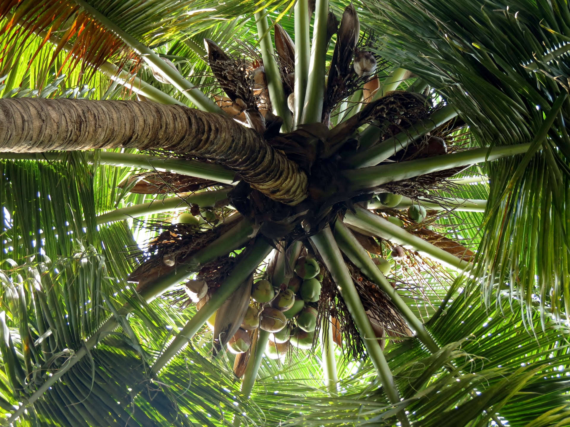 Perspective Of Coconut Tree Ro98sfogvognqci9 Wallpaper