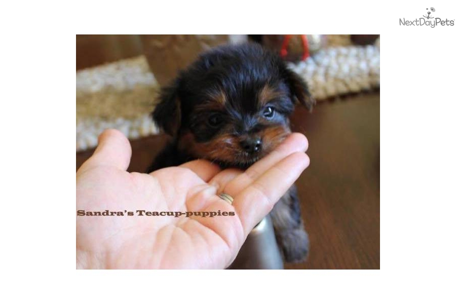 Puppies For Sale From Sandra S Teacup Nextdaypets