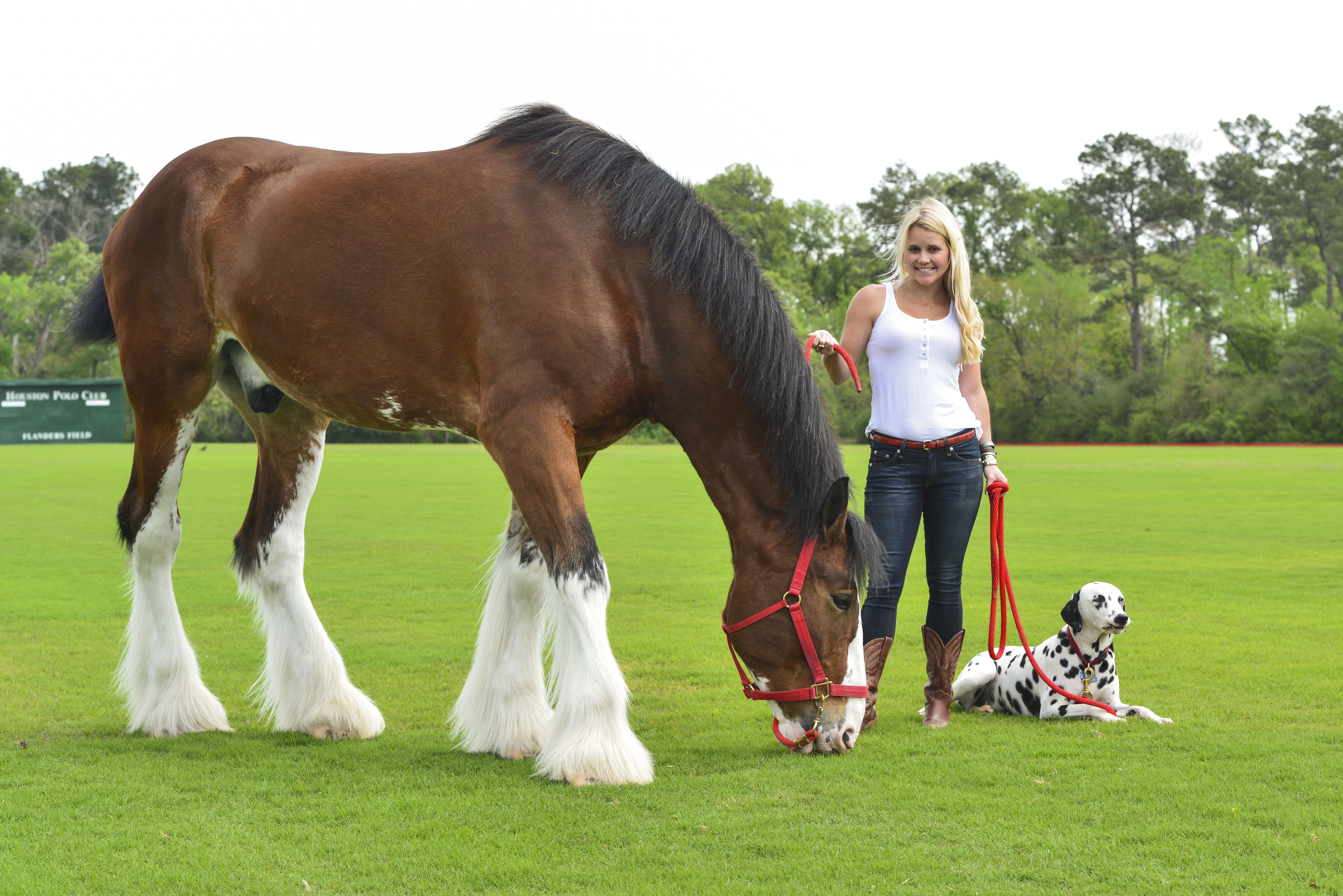 Budweiser Clydesdales Join Astros Opening Day The Blonde Side