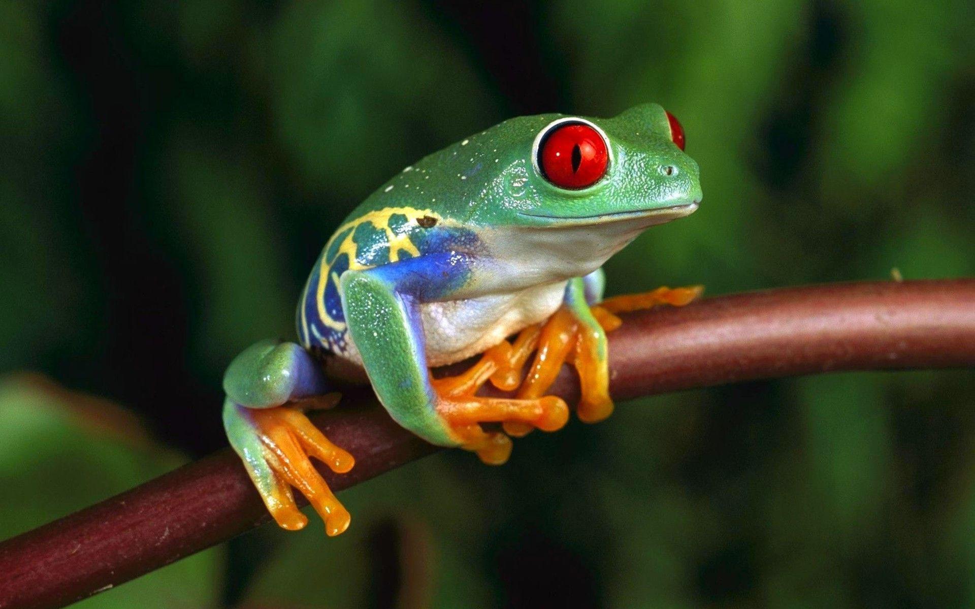 Green Frog With Red Eyes 4k Ultra Hd Wallpapers For Computer And