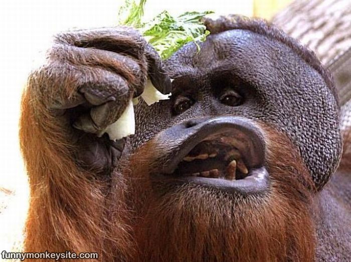 Funny Chimpanzee Pictures Desktop Wallpaper Animal Pla HD