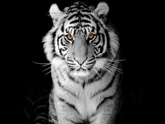Tigers Big Cats Tiger Eye Black Blackground Wallpaper