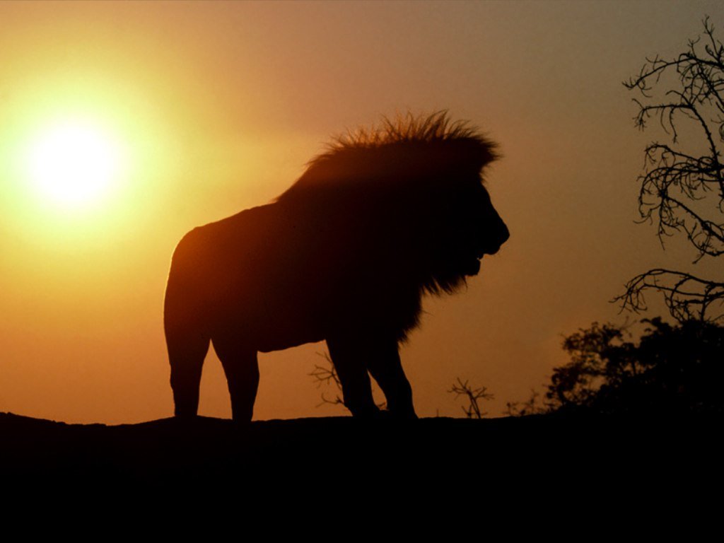 Lion Wallpaper Image And Animals Pictures