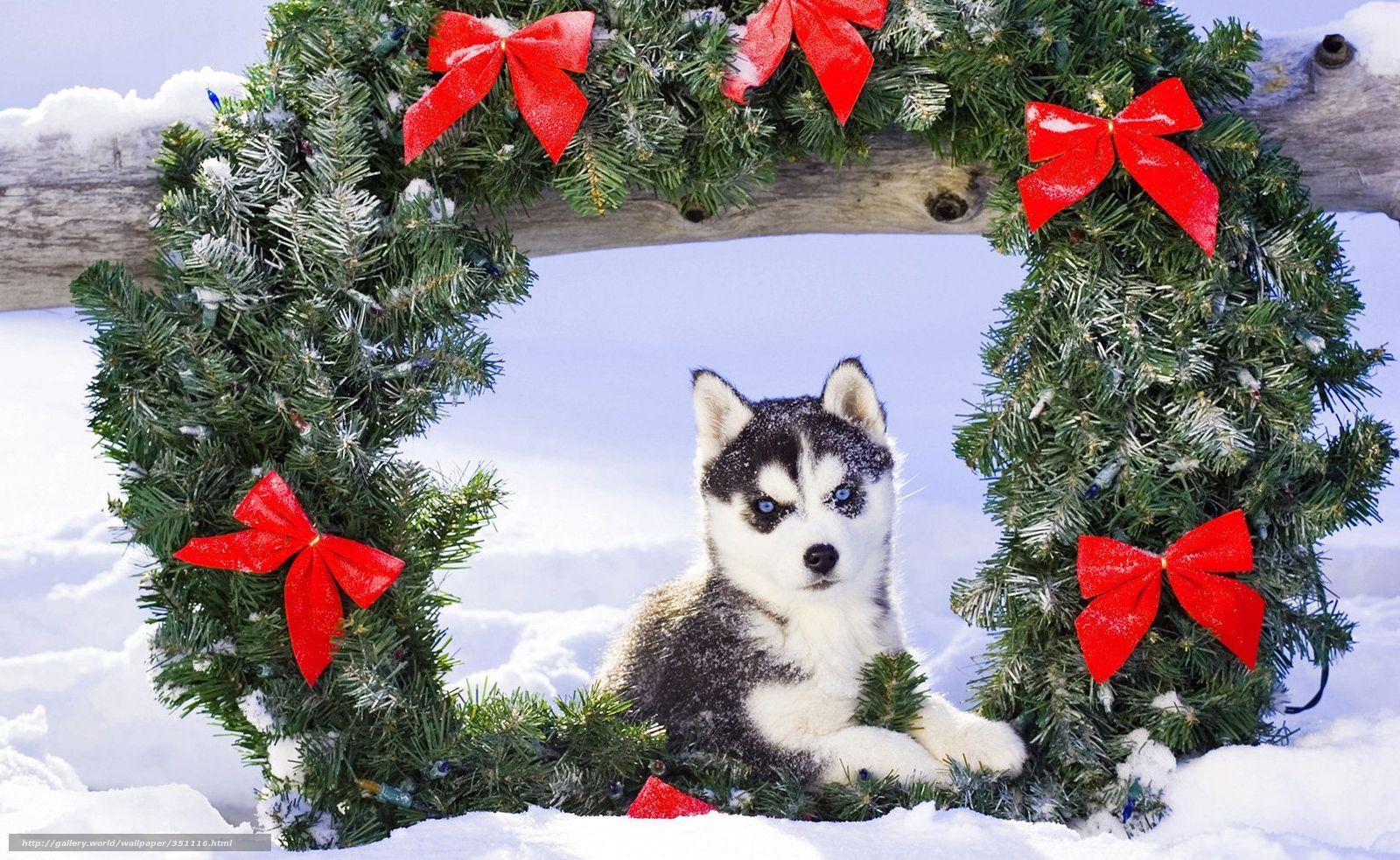 Wallpaper Puppy Husky Snow Christmas Desktop