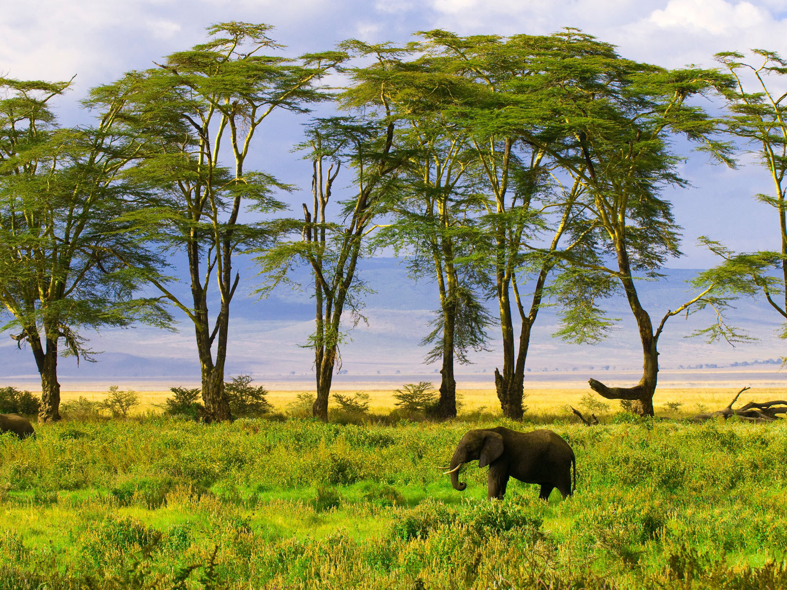 Elephant In Savanna Wallpaper And Image Pictures