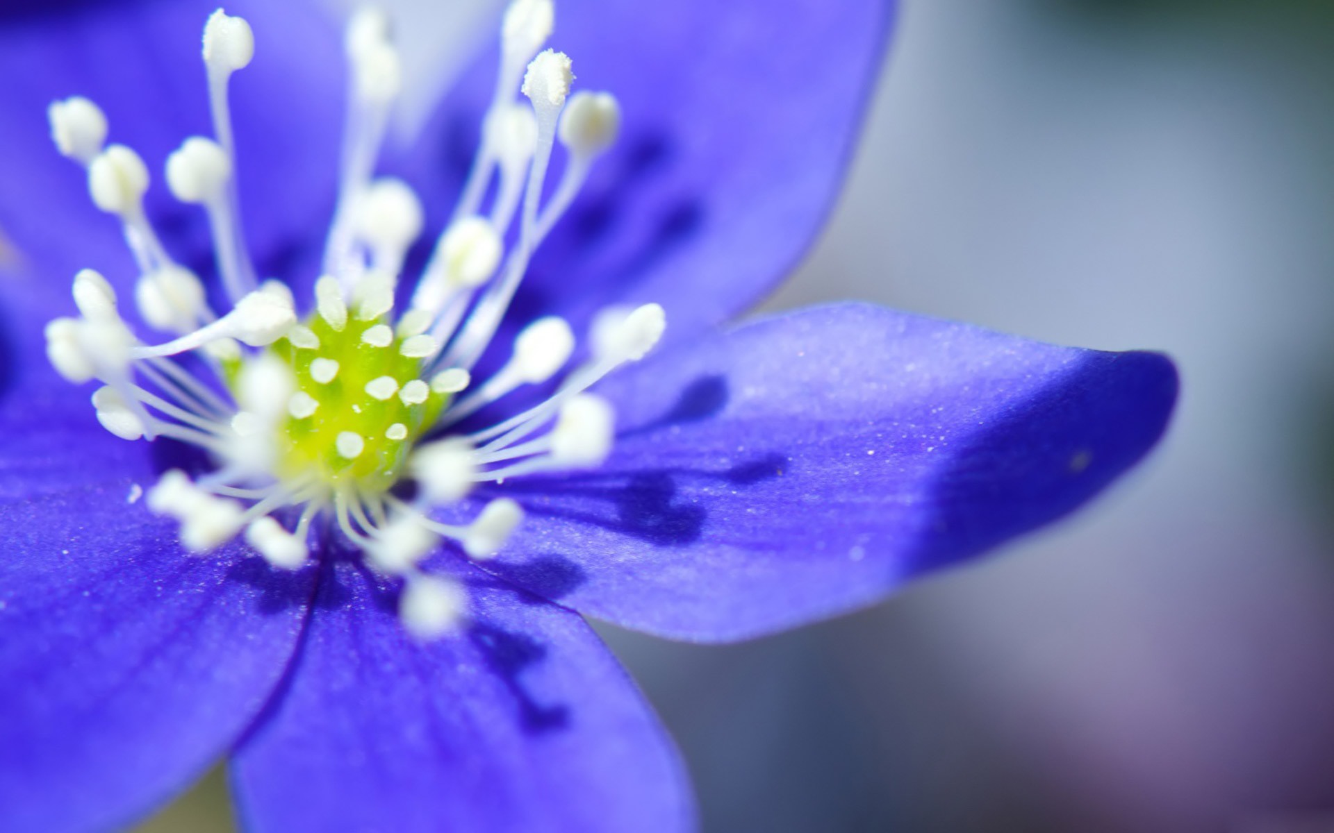 Purple Flower Desktop Wallpaper