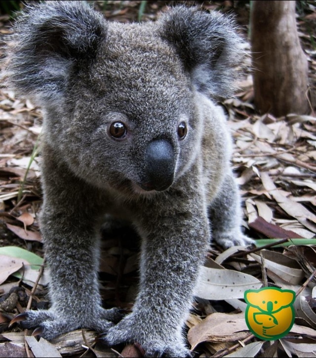 Koala Baby Wallpaper Koala Baby