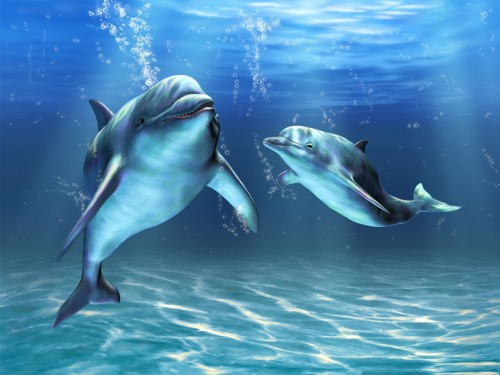 Cute Dolphin Wallpaper Beemirror