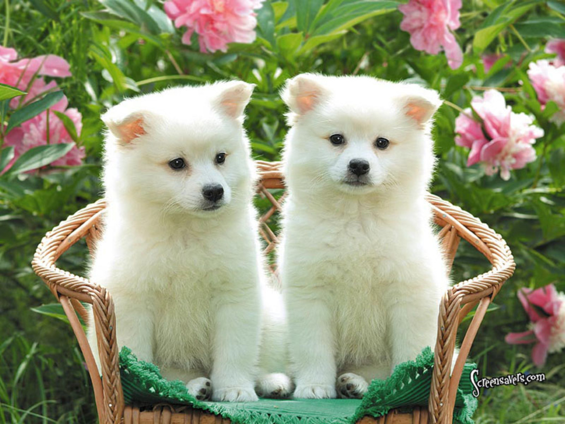 Cute Puppies American Eskimo Wallpaper For Your Puter
