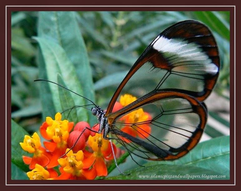 And Wallpaper Beautiful Creation Of Allah Butterfly Pictures