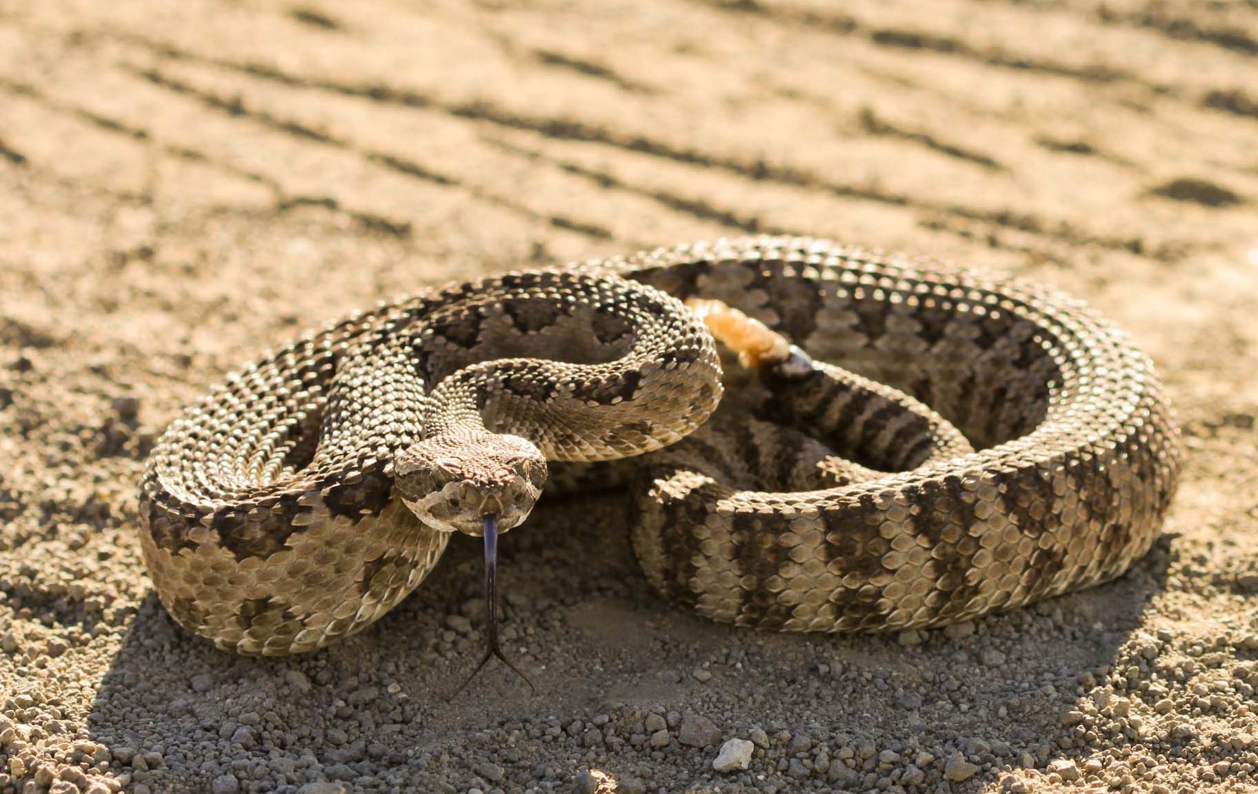 Rattlesnake Pictures On Animal Picture Society