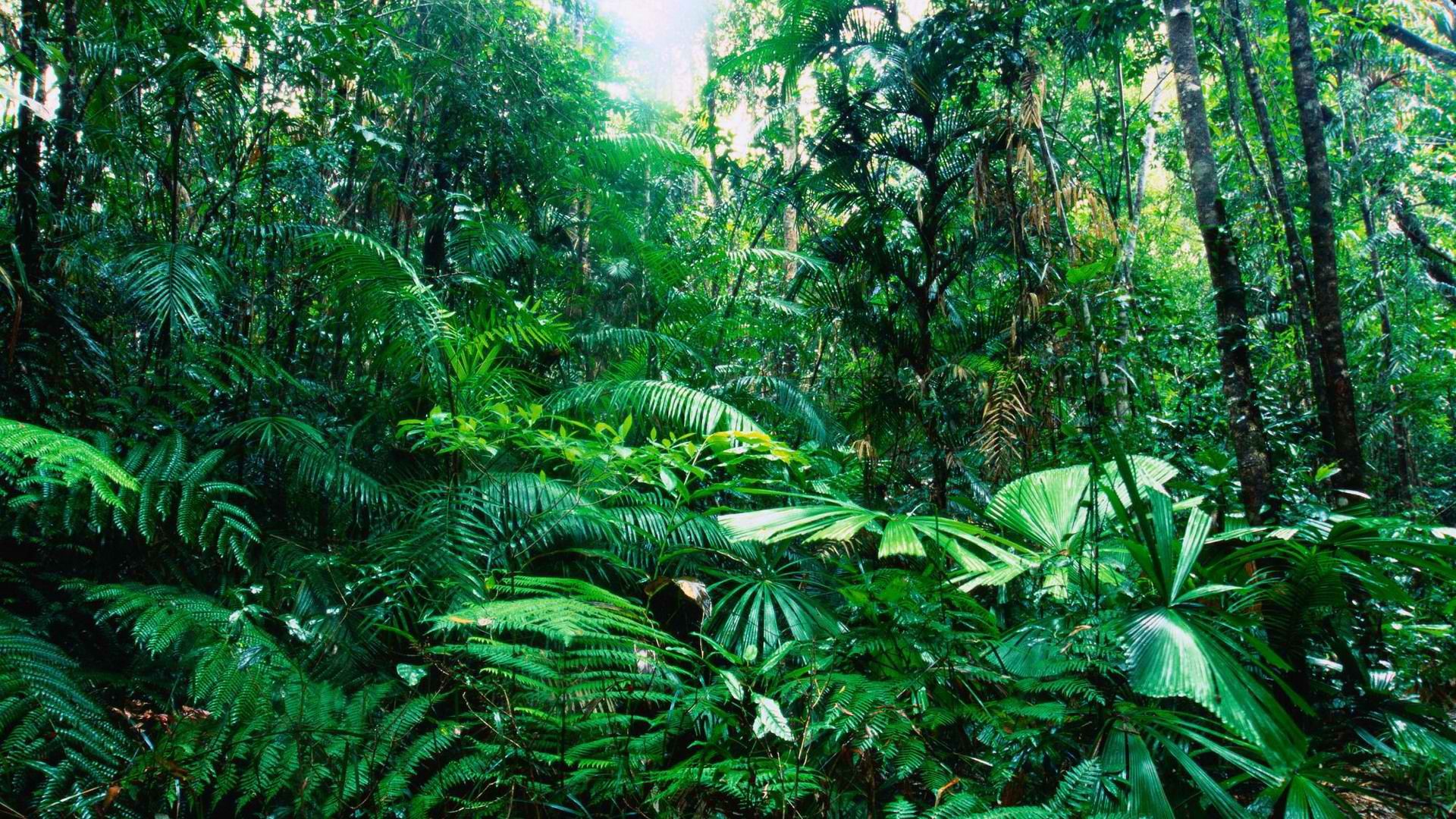 Tropical Rainforest Plants HD Wallpaper Background Image