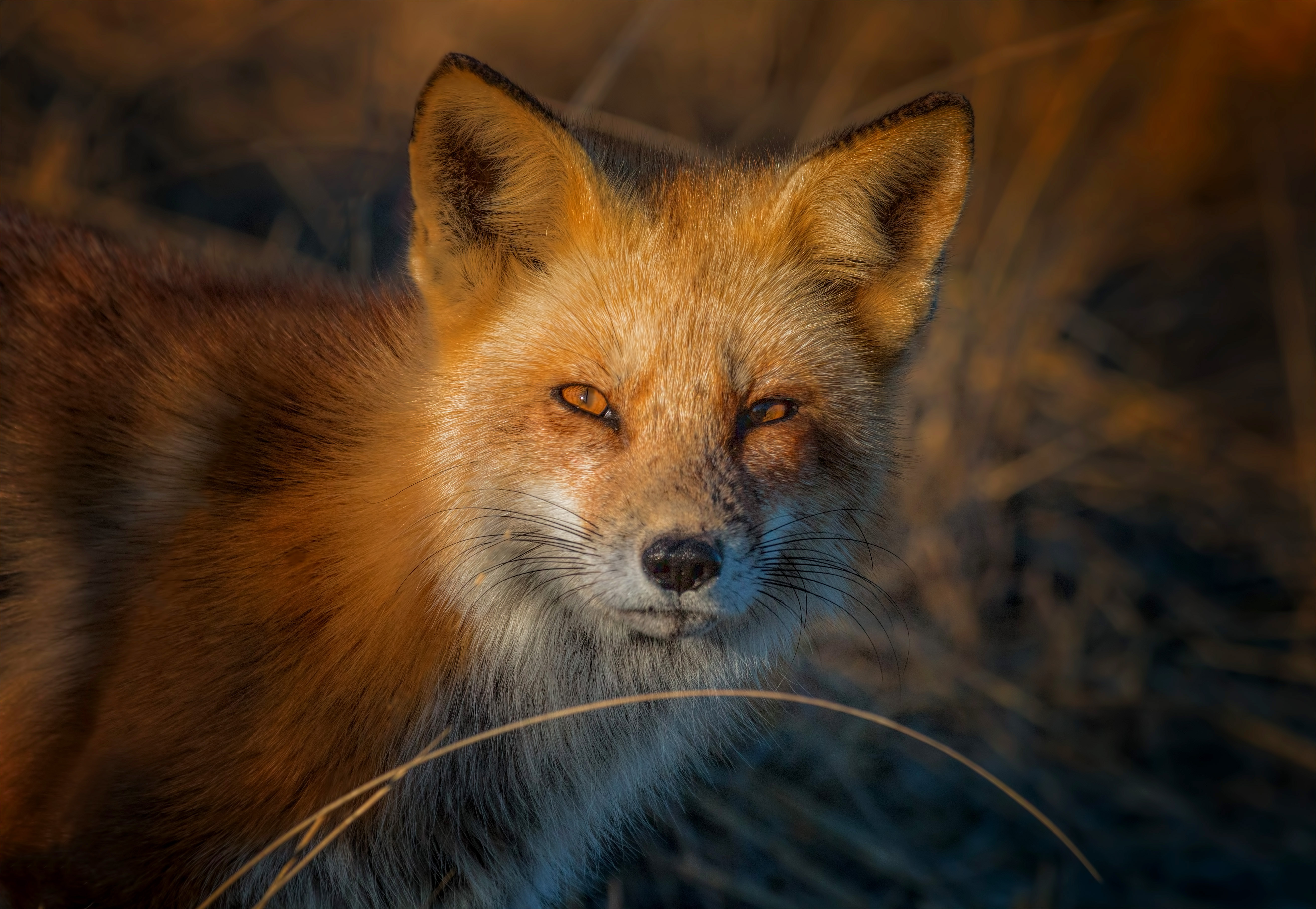 Wallpaper Mammals Clever Animal Amimals Fox Mammal Vulpes