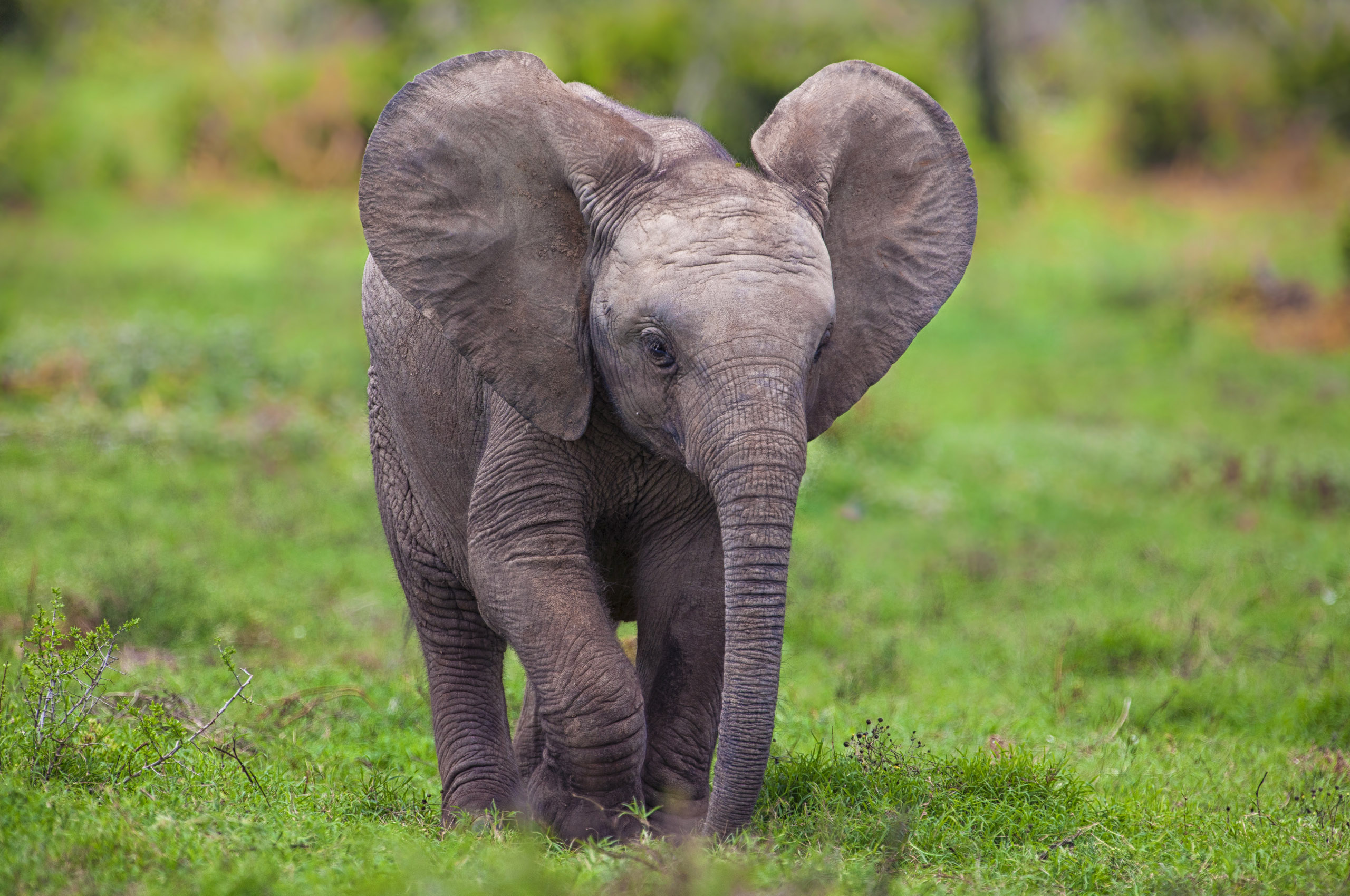 Elephant Baby Cute Wallpaper With Resolutions Pixel