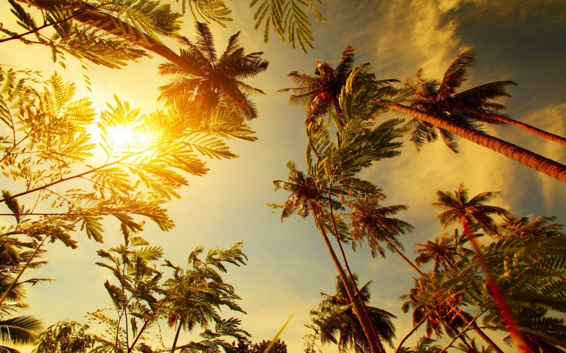 Palm Leaf Leaves Sun Sunst Tropical Wallpaper
