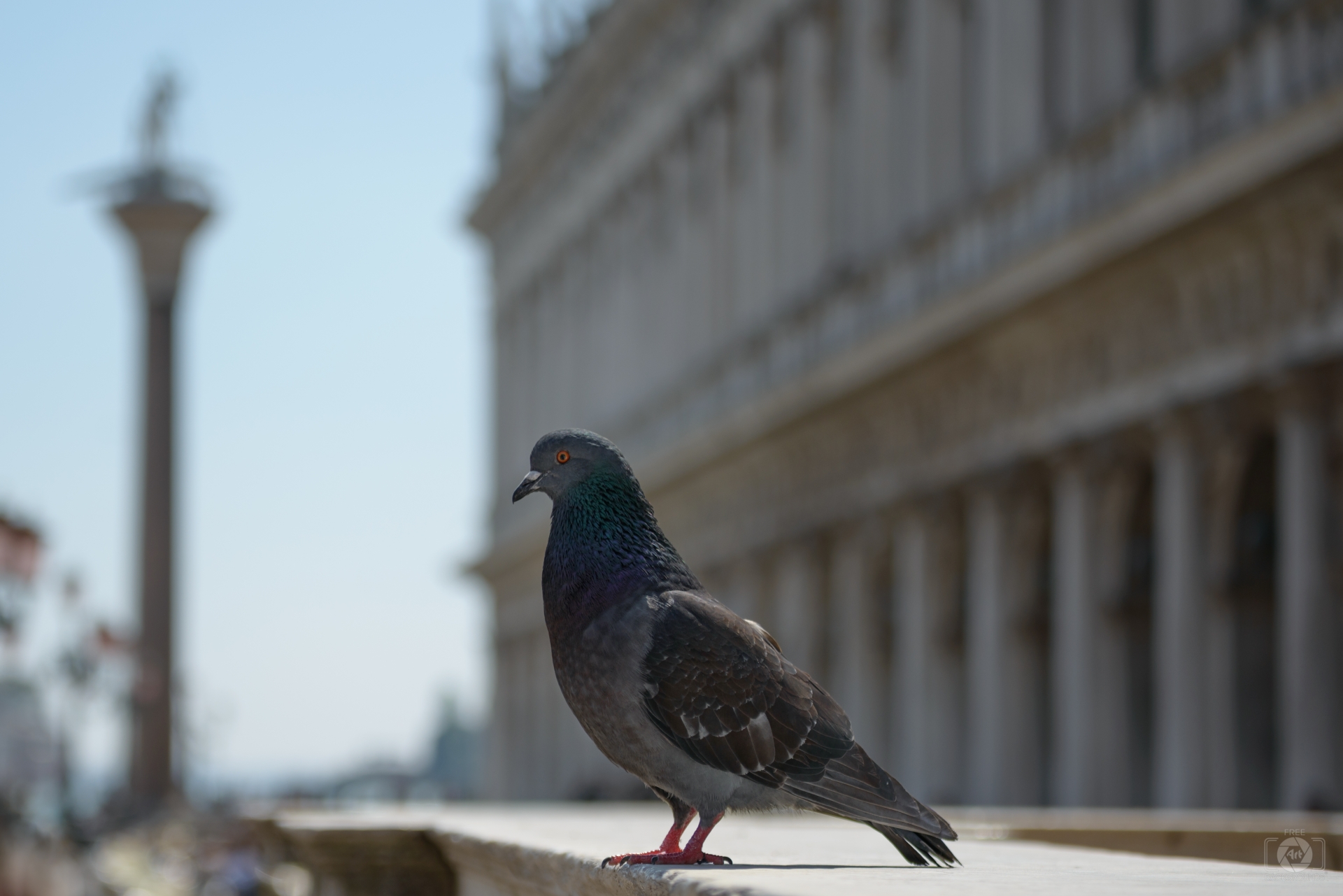 Venetian Pigeon Background High Quality Background