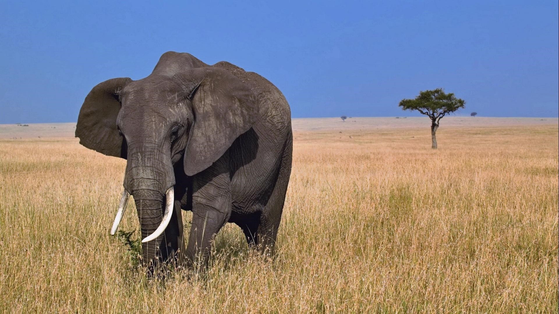 African Elephan HD Animal Wallpaper