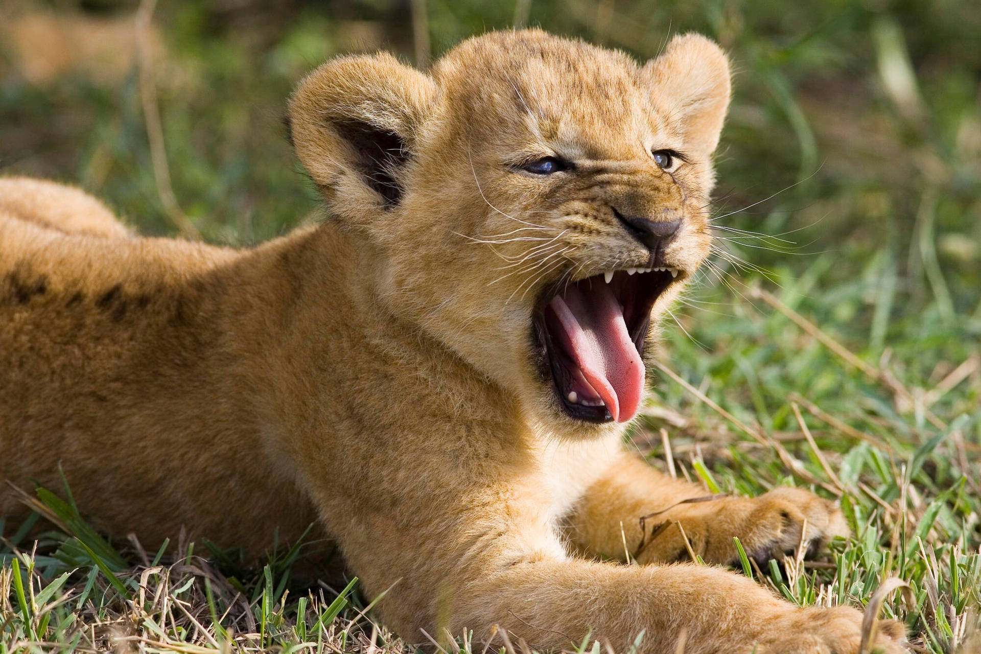 Lion Cub Wallpaper