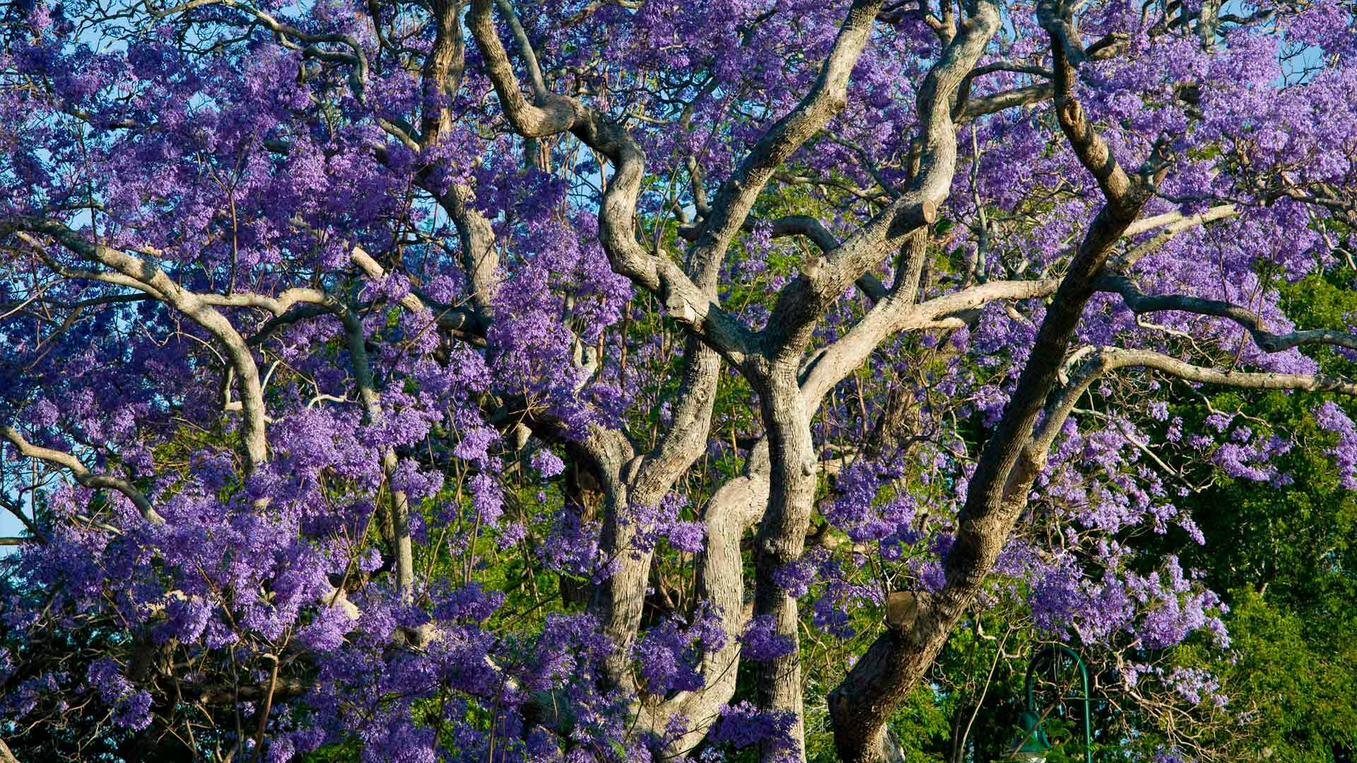 Purple Tree Wallpaper