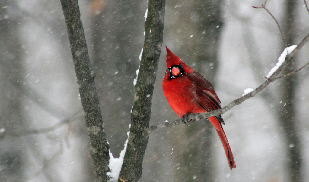 Bird Canada Cardinal Ckws Tv Weather Wallpaper January Explored
