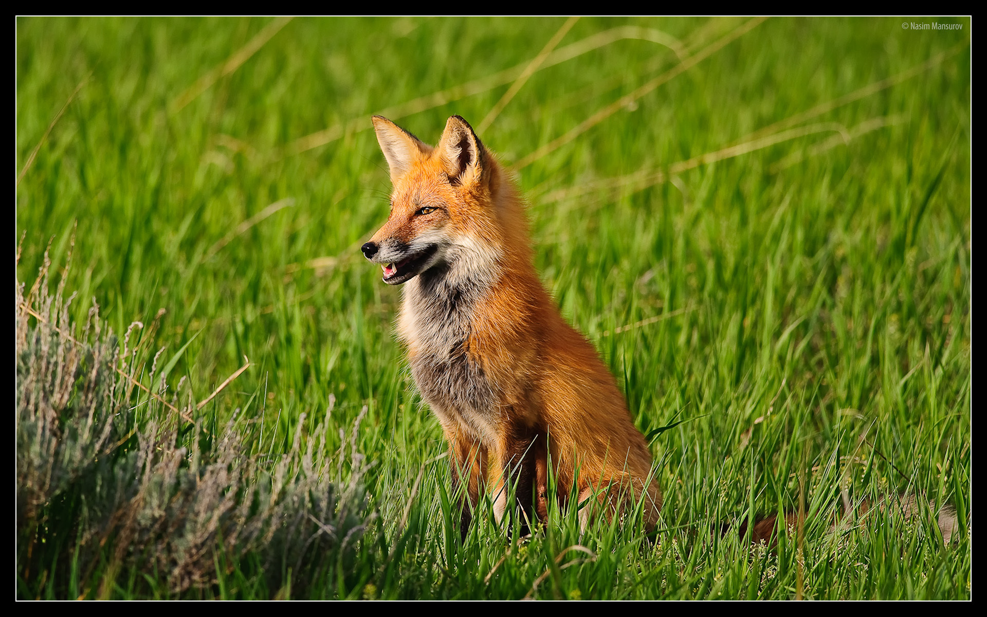 Red Foxes images Red Fox HD wallpaper and background photos 13290271