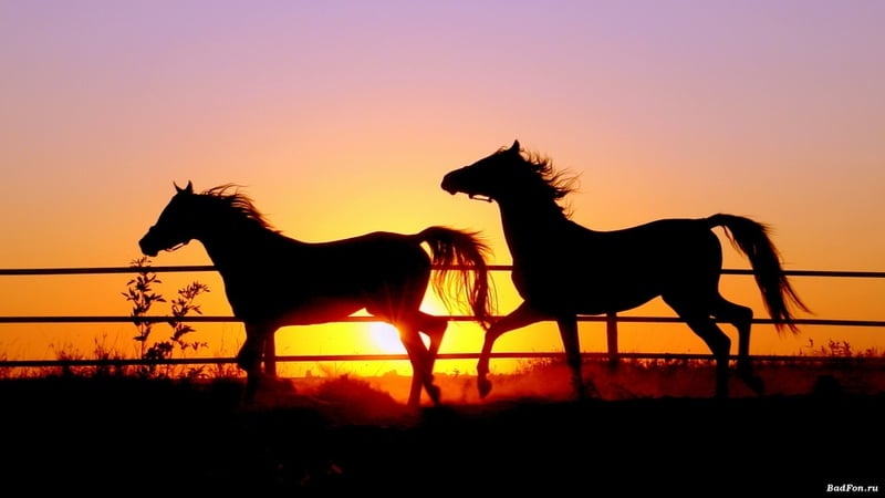 sunsets silhouette horses 1920x1080 wallpaper Animals Horses HD