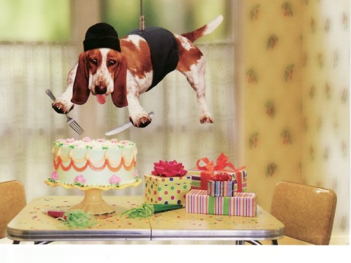 Animals Plan Funny Dog Wallpaper Desktop