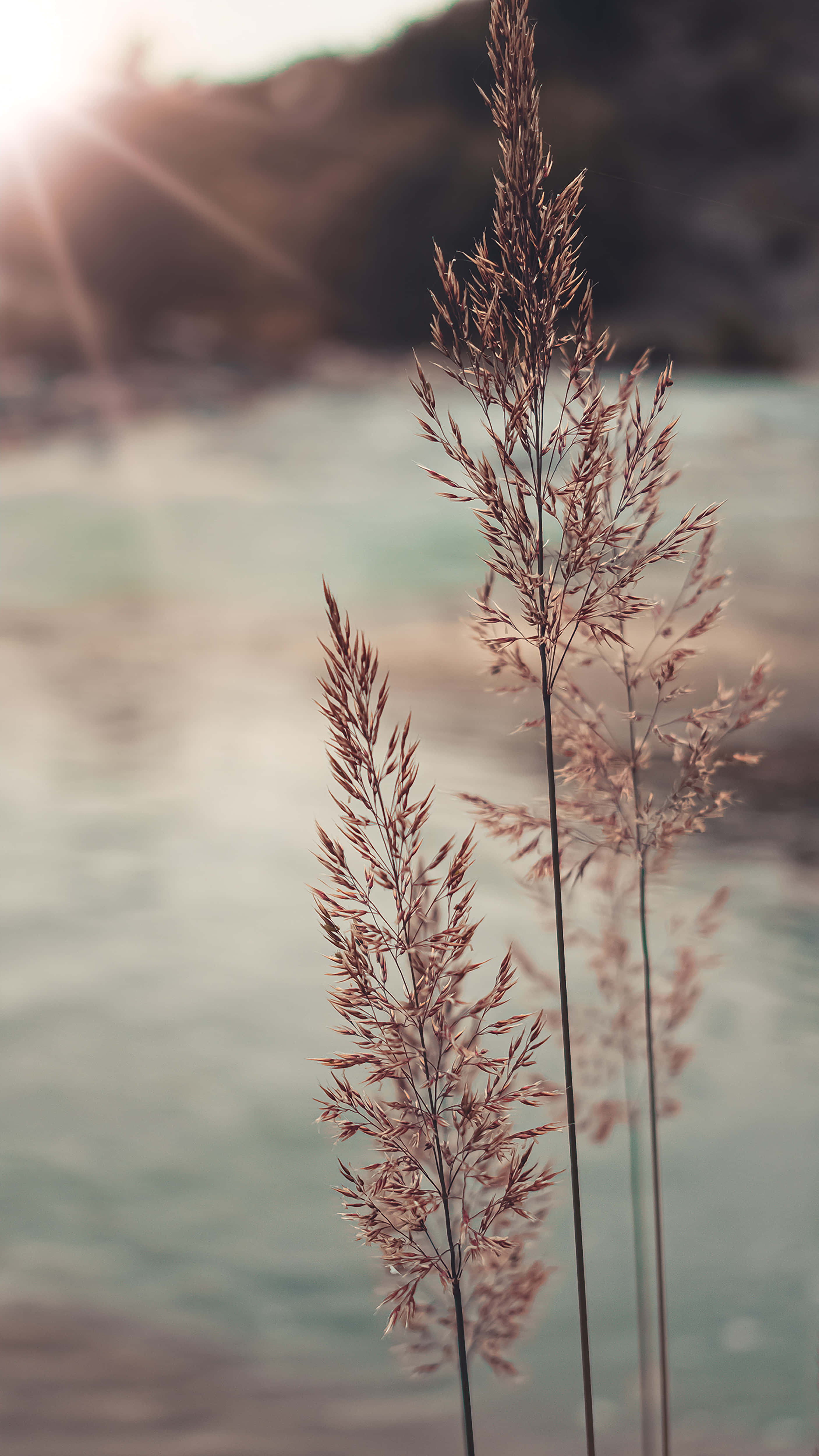 Pampas Grass Background Wallpaper