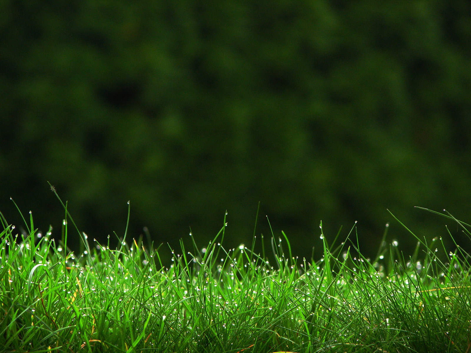 70 Green Grass Wallpapers WallpaperSafari 70 Green Grass Wallpapers WallpaperSafari