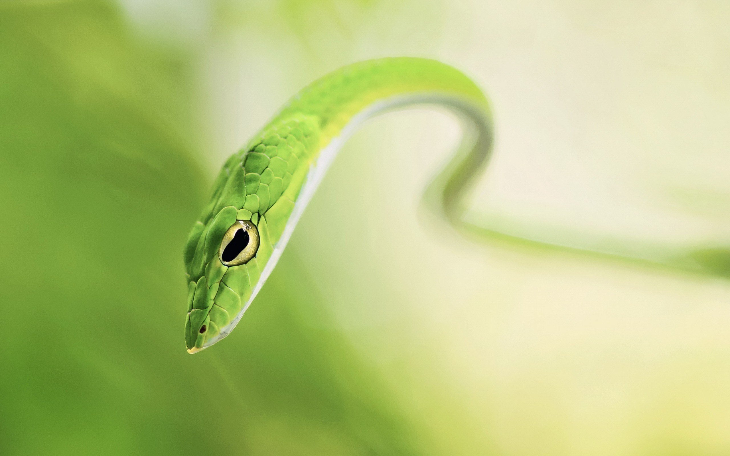 Green Snake Reptile HD wallpaper 2560x1600 Green Snake Reptile