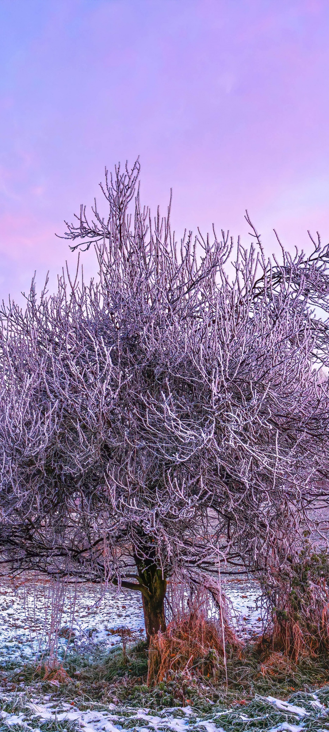 Winter Forest Wallpaper 4k Morning 5k 8k Trees
