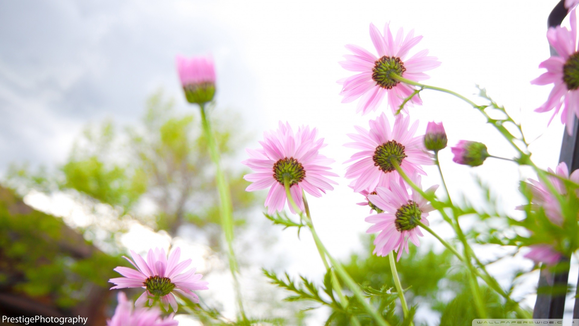 Floral Desktop Background Wallpaper