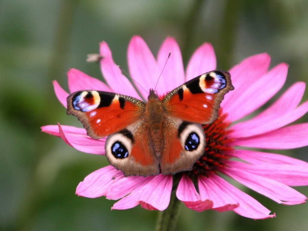 Beautiful Butterflies wwwpictuoblogspotcom