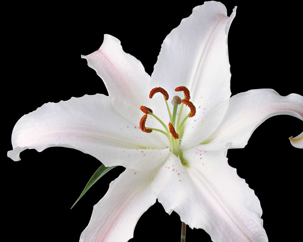 Natural Fresh Flowers Photography White Lily Flower Wallpaper 1280x1024