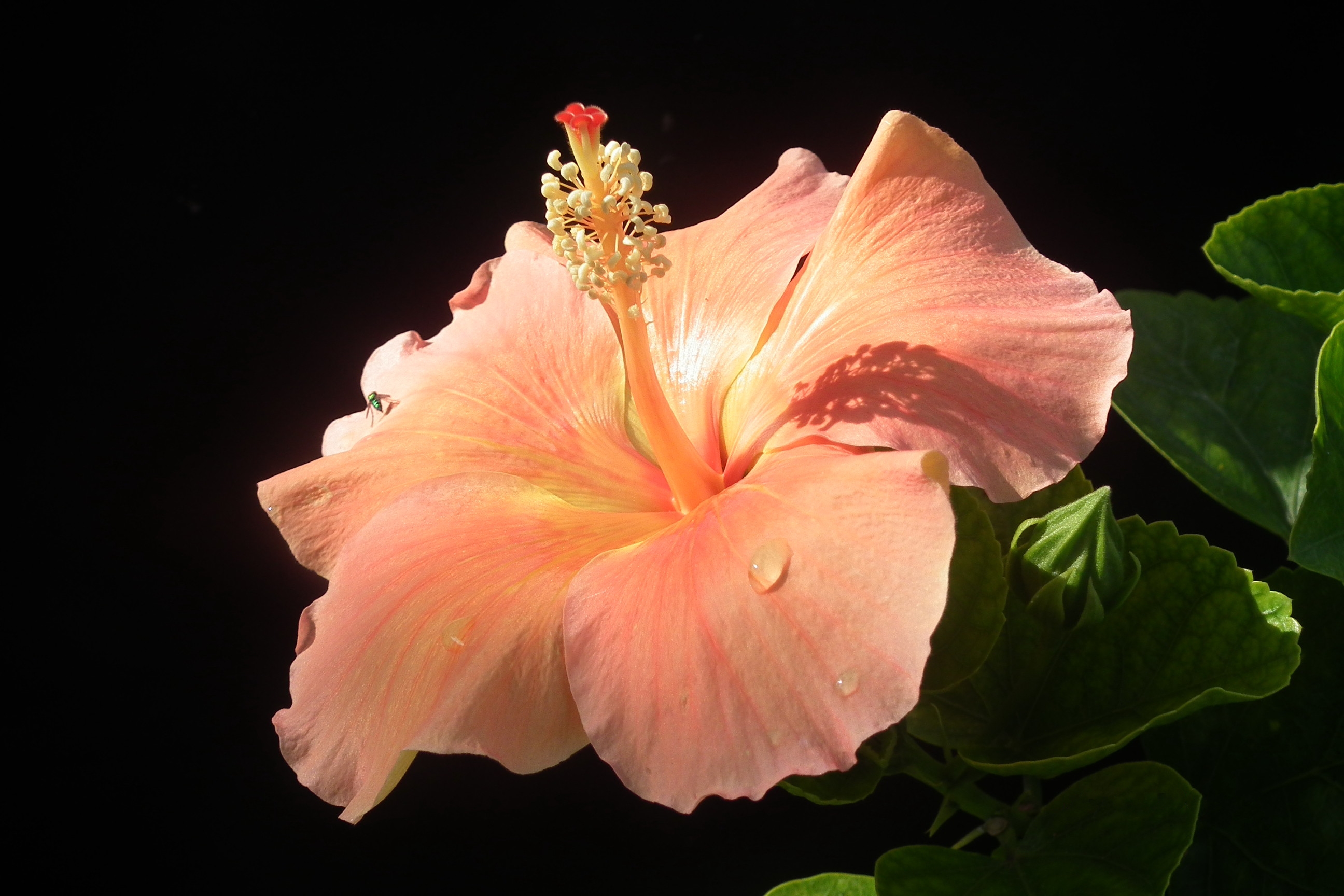 Pink Flower Close Wallpaper