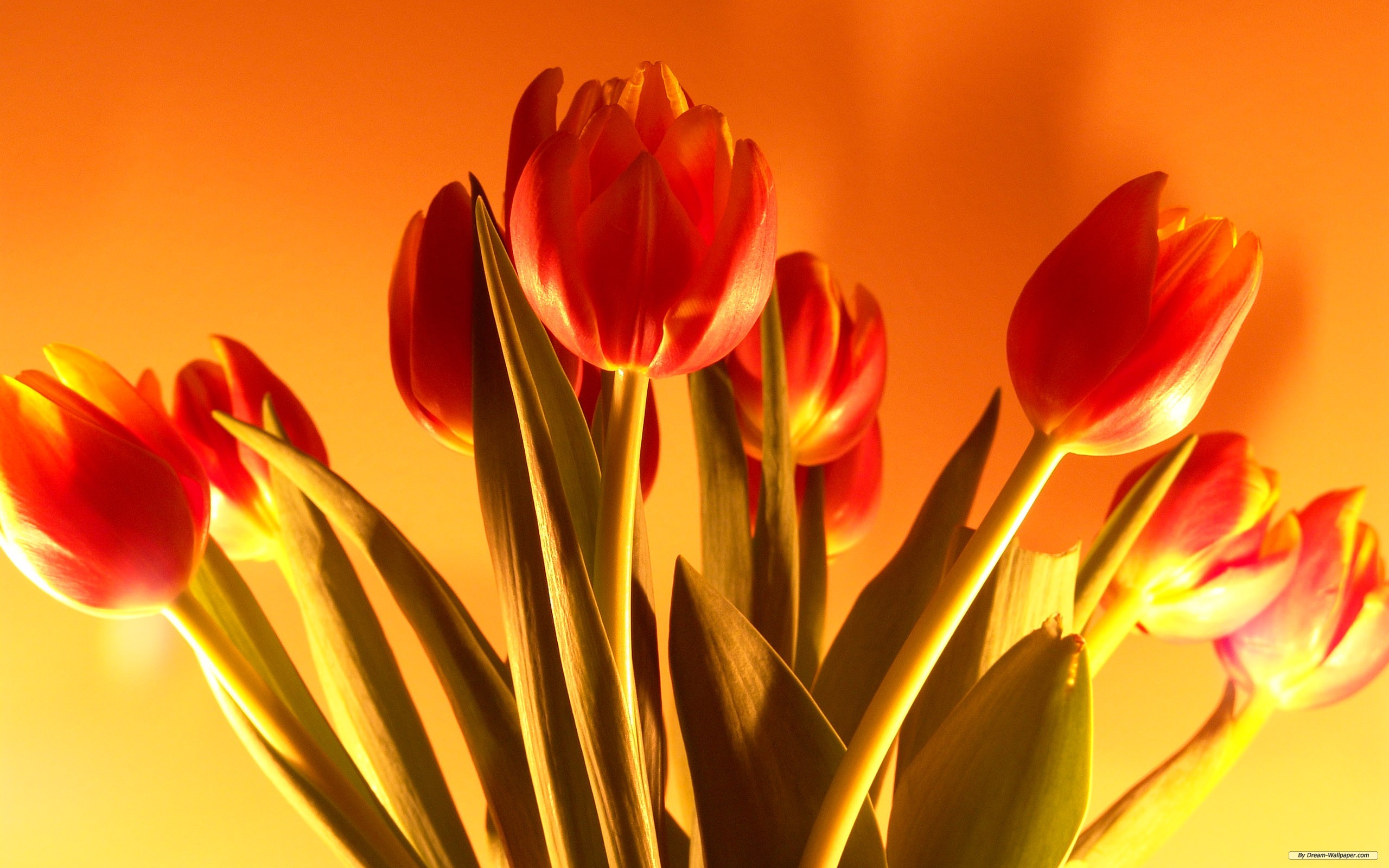 Wallpaper Flower Tulip