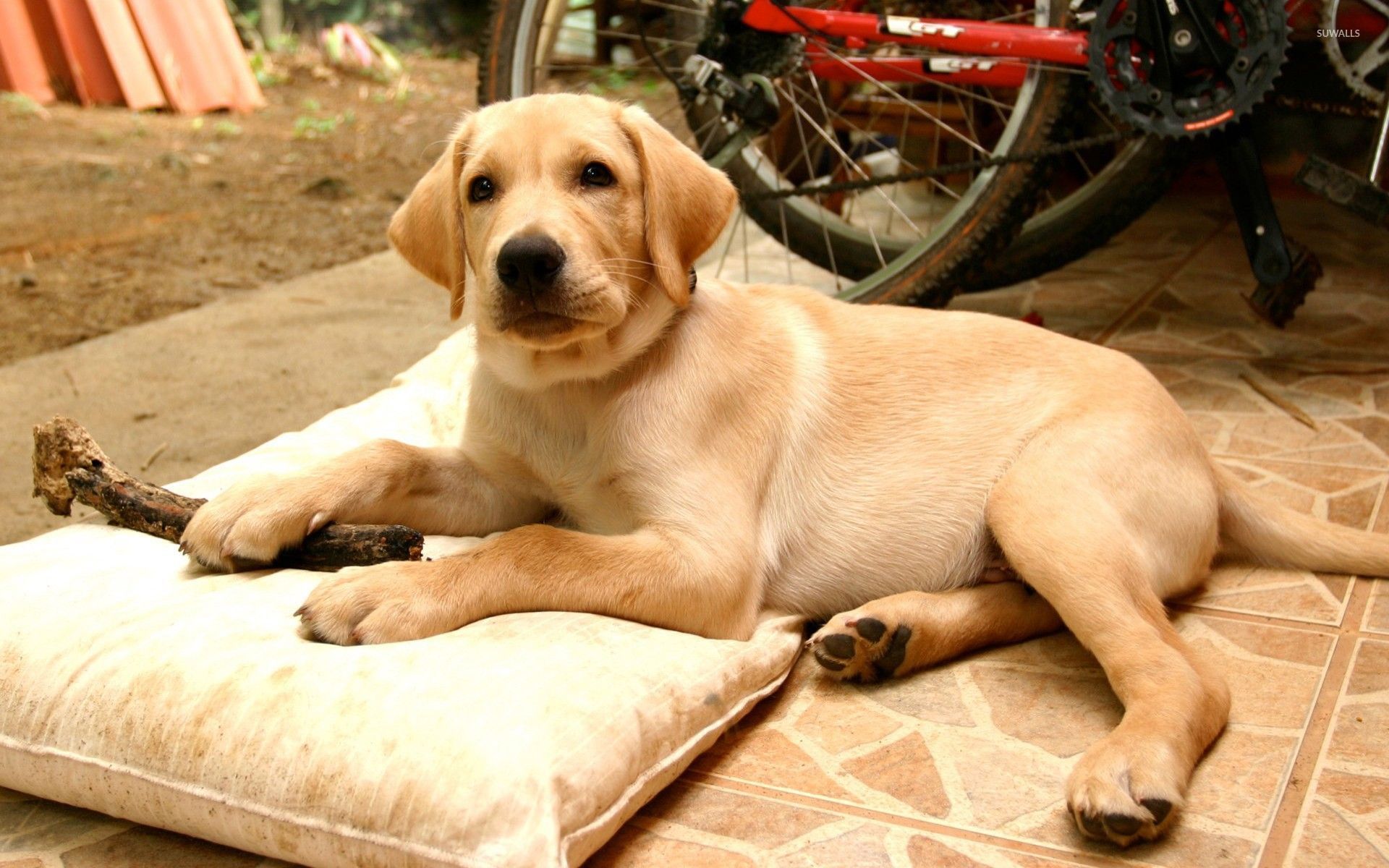 Labrador Puppy Wallpaper Animal