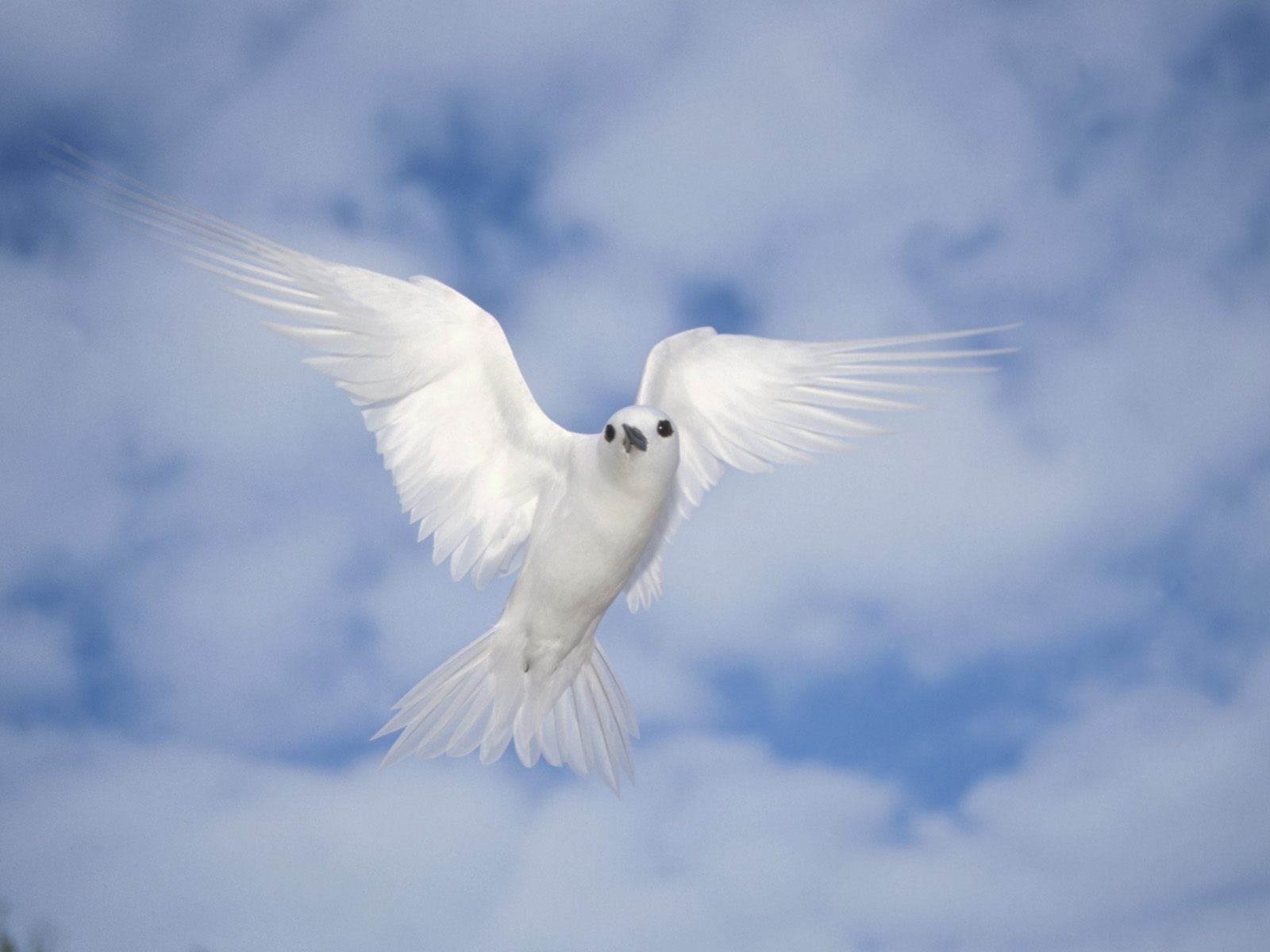 White Peace Birds Submited Image