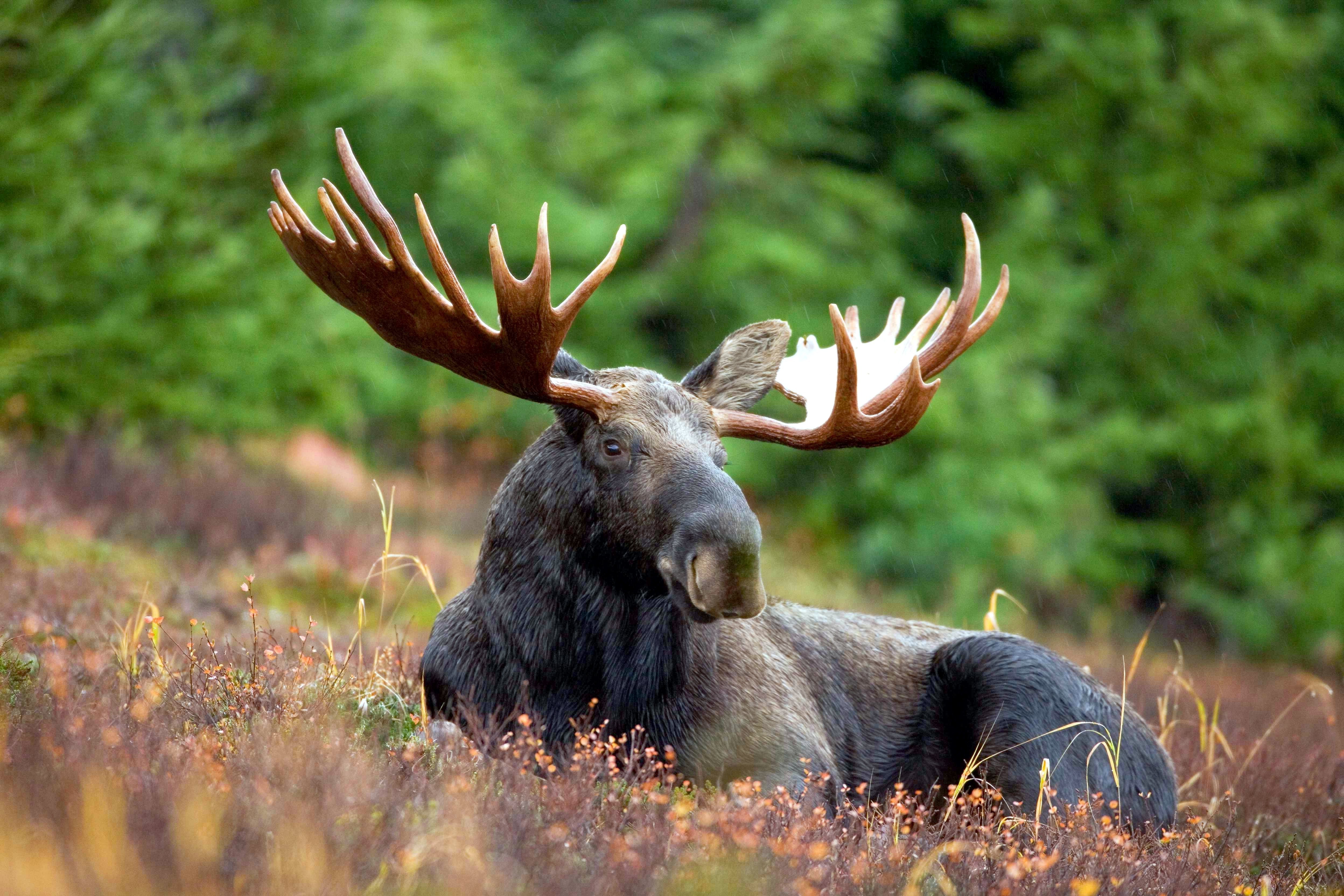 Animals Moose Wallpaper HD