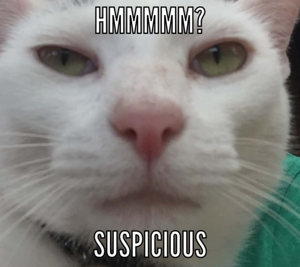 Cat Meme Picture Wallpaper
