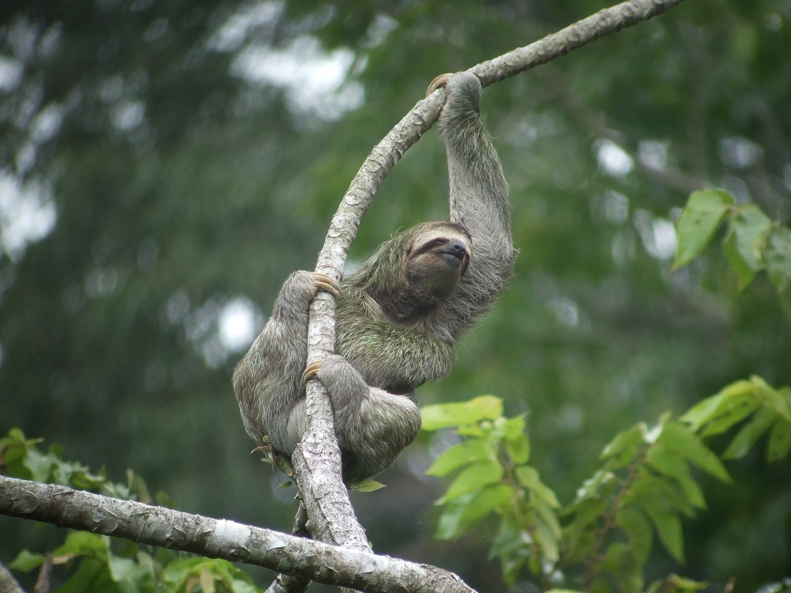 Animal Three Toed Sloth Wallpaper