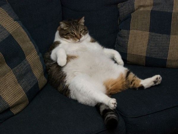 Fat Cat Vir4l